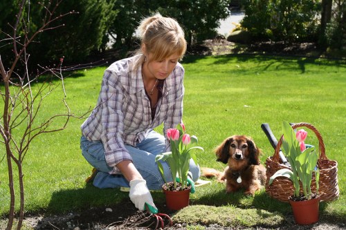 Gardener pruning shrubs in a well-maintained Pimlico garden